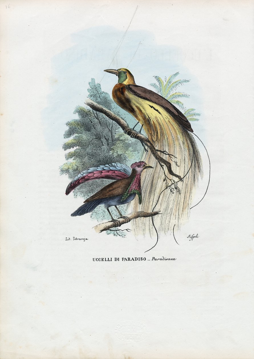 Paradisfugl, 1863-79 av Raimundo Petraroja