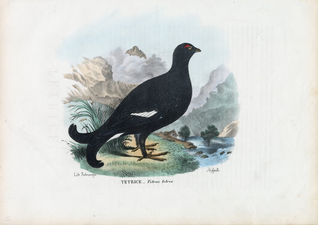 Ryper, 1863-79 av Raimundo Petraroja