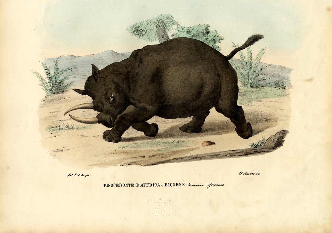 Svart neshorn, 1863-79 av Raimundo Petraroja