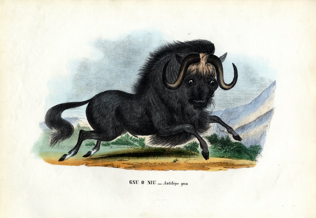 Black Wildebeest, 1863-79 av Raimundo Petraroja