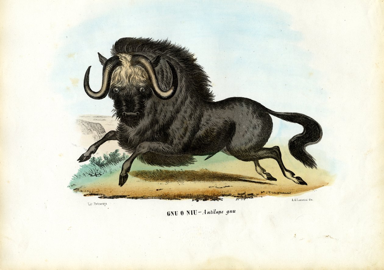 Black Wildebeest, 1863-79 av Raimundo Petraroja
