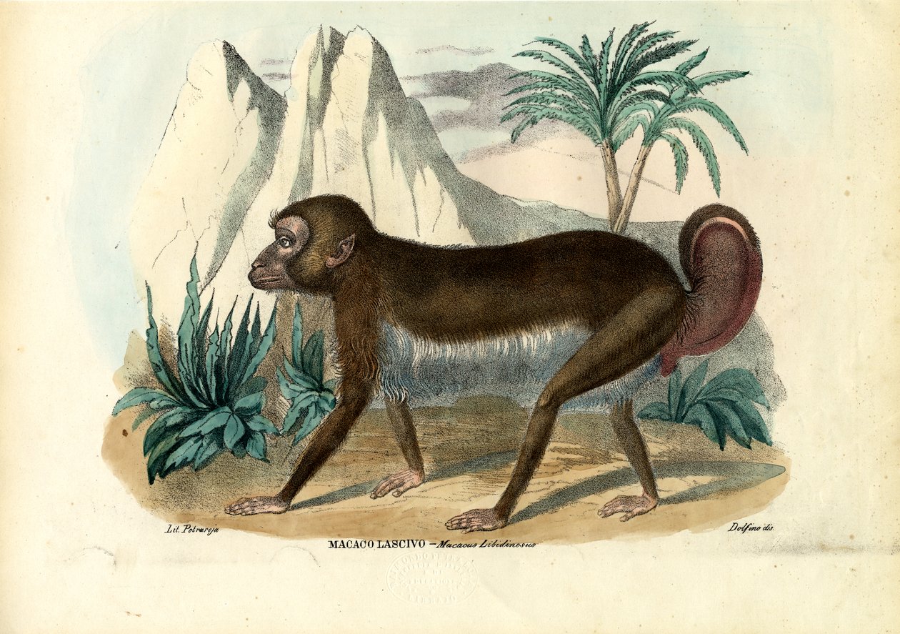 Svart-stripet kapusiner, 1863-79 av Raimundo Petraroja