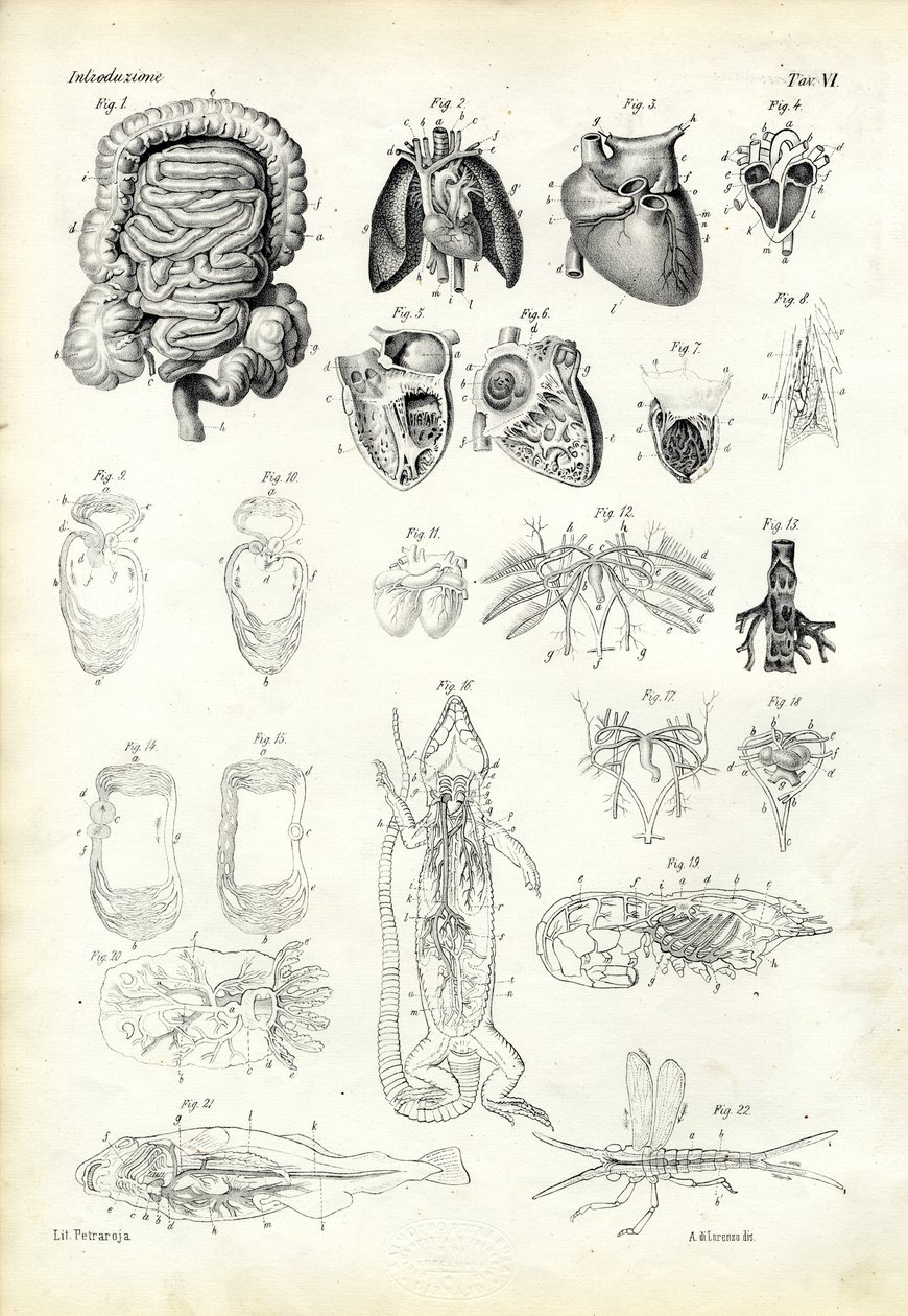 Blodsystemet, 1863-79 av Raimundo Petraroja