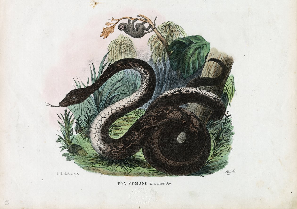 Boa Constrictor, 1863-79 av Raimundo Petraroja
