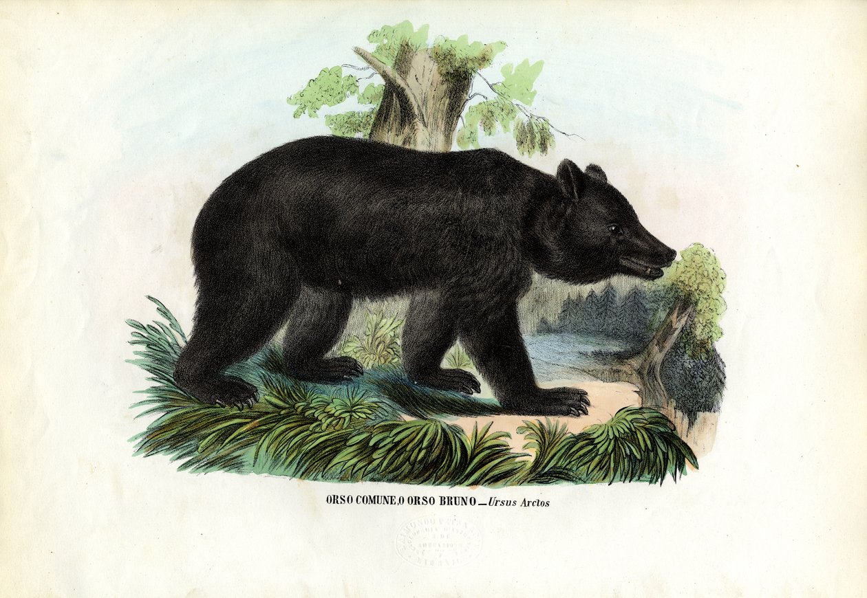 Brunbjørn, 1863-79 av Raimundo Petraroja