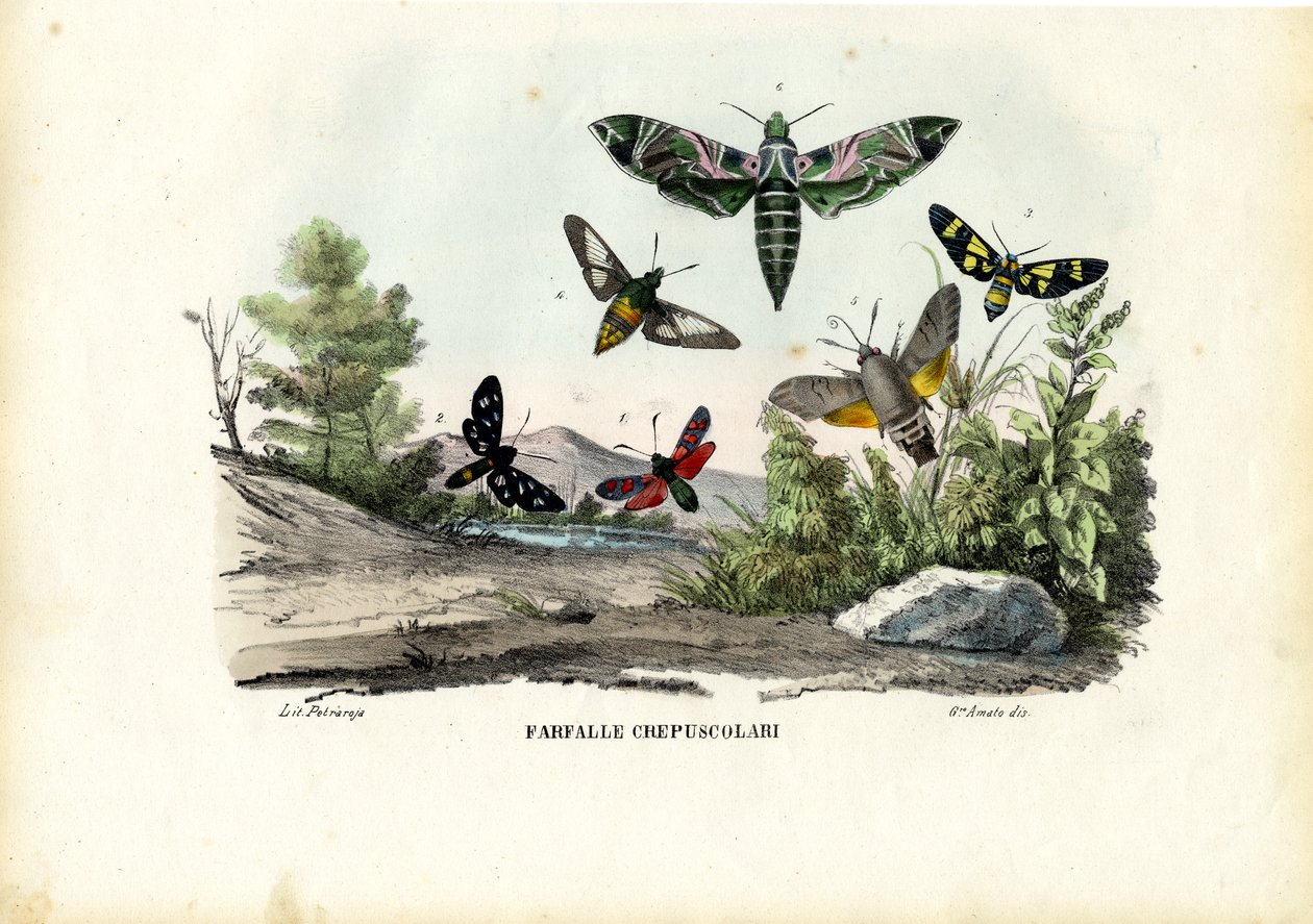 Sommerfugler, 1863-79 av Raimundo Petraroja
