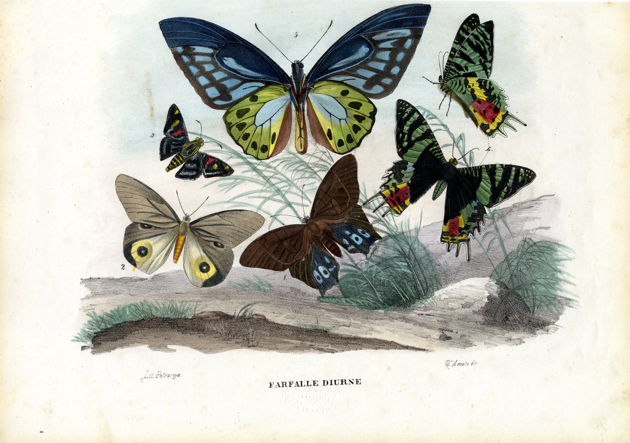 Sommerfugler, 1863-79 av Raimundo Petraroja