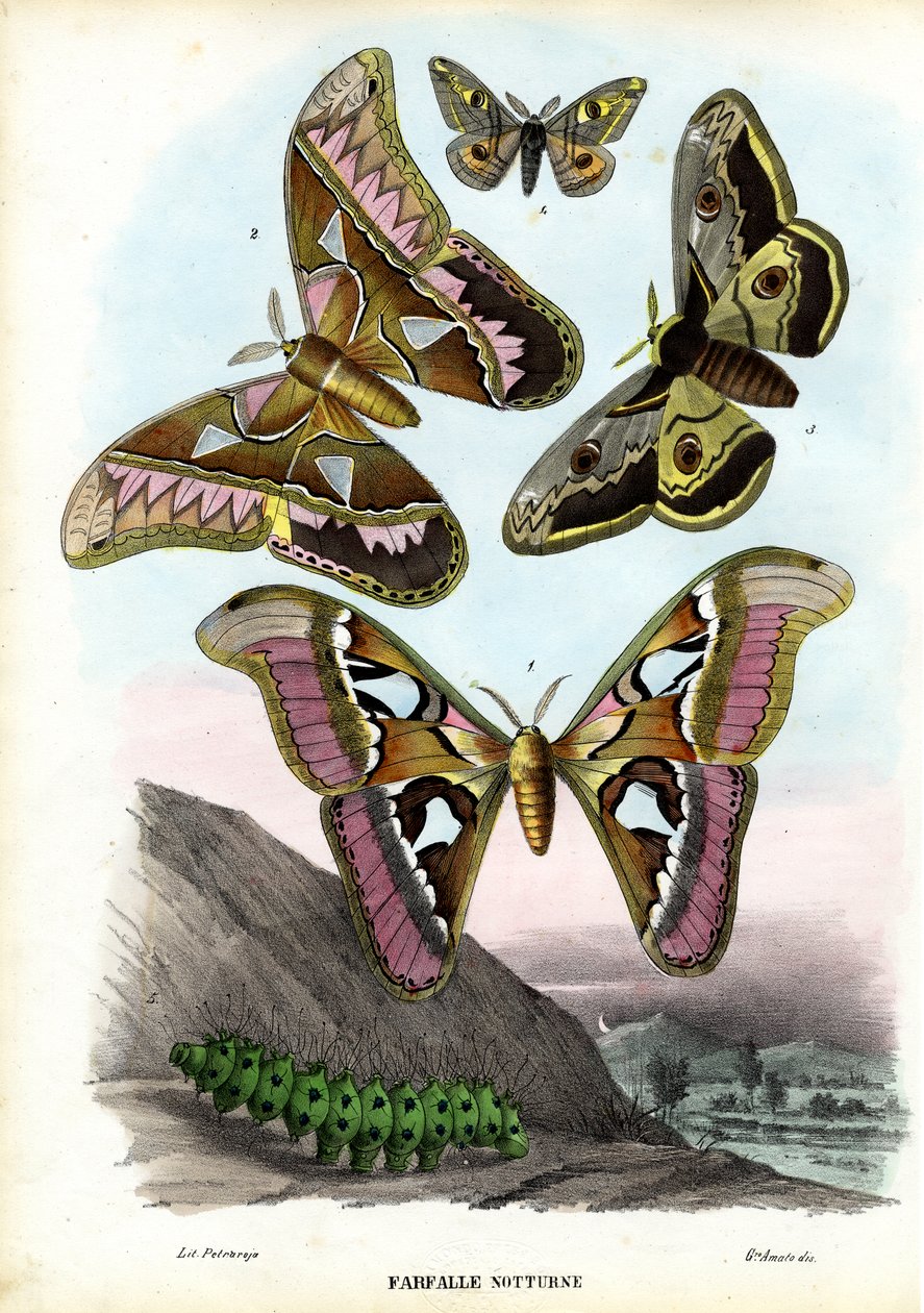 Sommerfugler, 1863-79 av Raimundo Petraroja