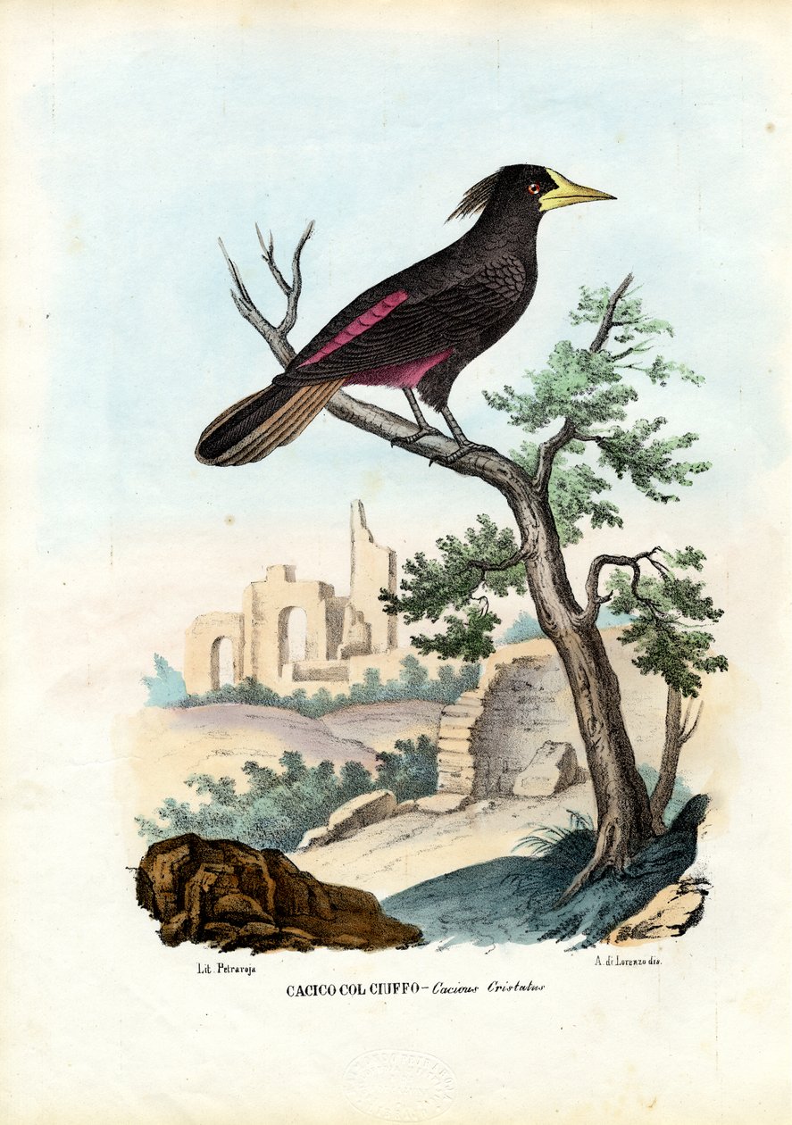 Cacique, 1863-79 av Raimundo Petraroja