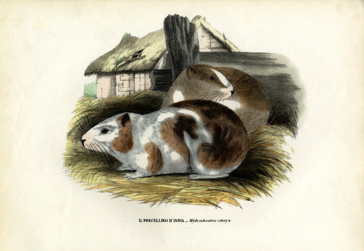 Cavy, 1863-79 av Raimundo Petraroja