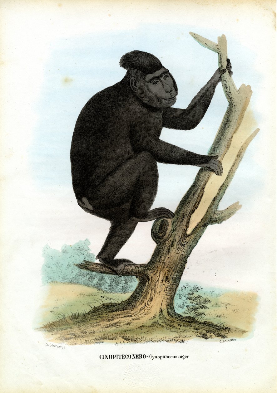 Celebes Ape, 1863-79 av Raimundo Petraroja
