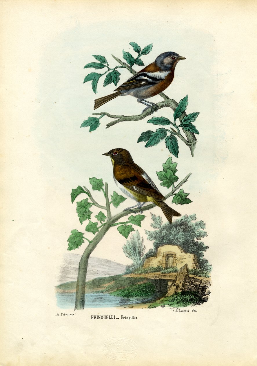 Bokfink, 1863-79 av Raimundo Petraroja