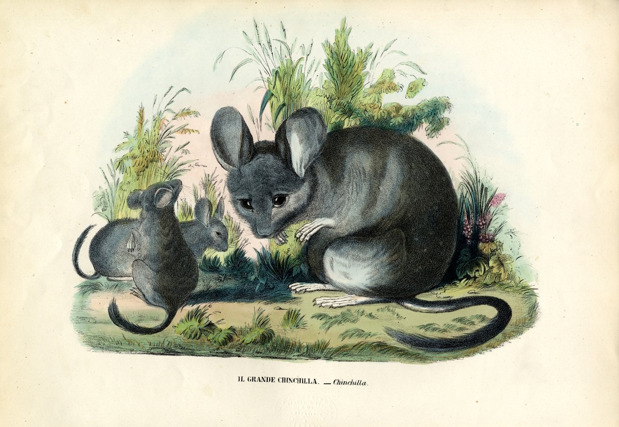 Chinchilla, 1863-79 av Raimundo Petraroja