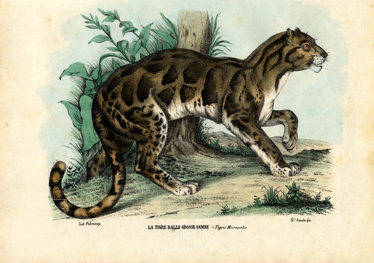Skyet leopard, 1863-79 av Raimundo Petraroja