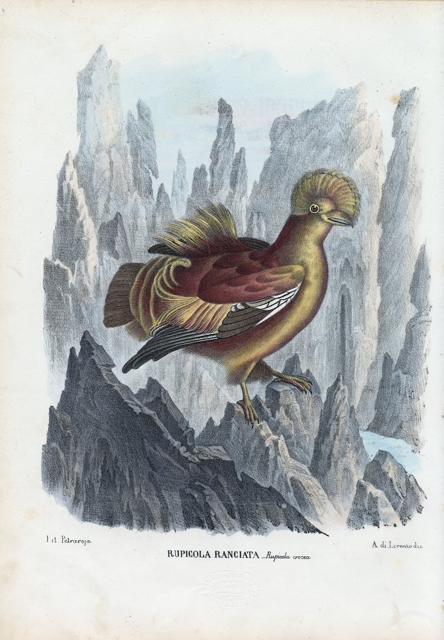 Cock-of-The-Rock, 1863-79 av Raimundo Petraroja