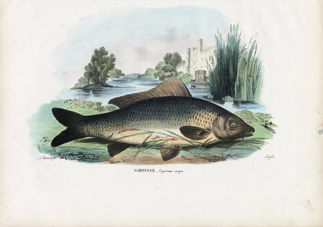 Vanlig karpe, 1863-79 av Raimundo Petraroja
