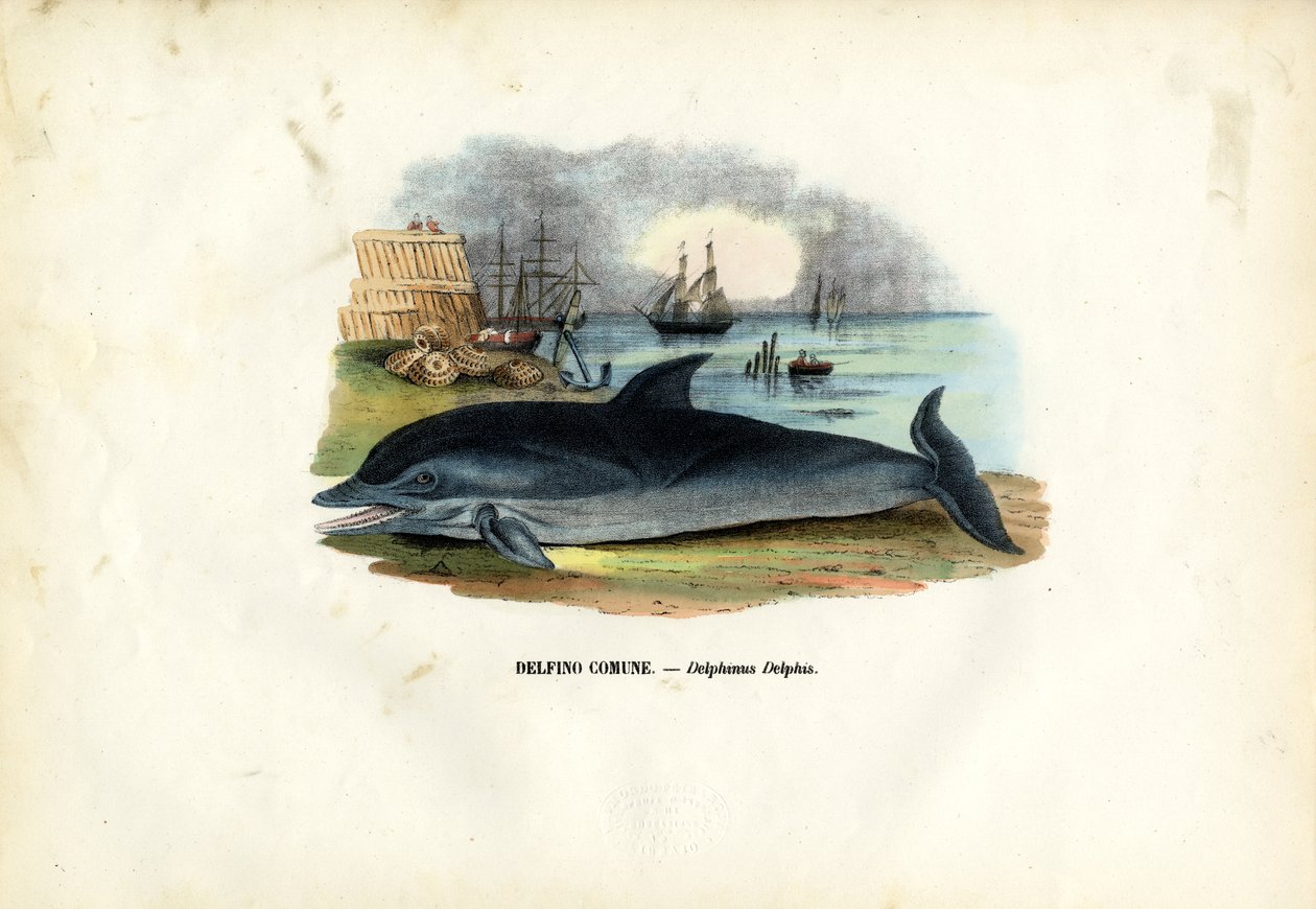 Vanlig delfin, 1863-79 av Raimundo Petraroja