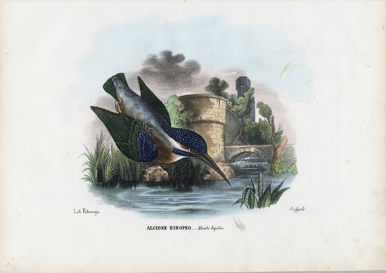 Vanlig isfugl, 1863-79 av Raimundo Petraroja