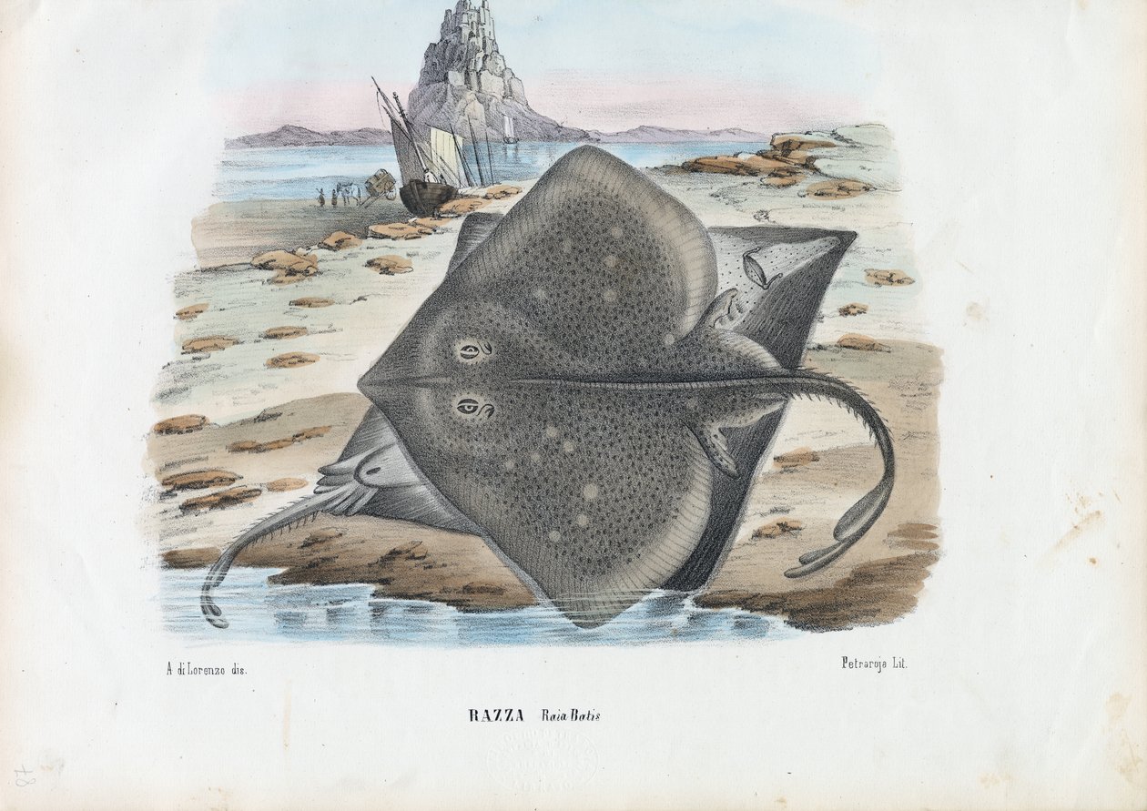 Fellesskøyte, 1863-79 av Raimundo Petraroja
