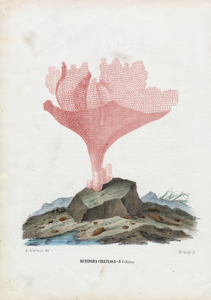 Koraller, 1863-79 av Raimundo Petraroja
