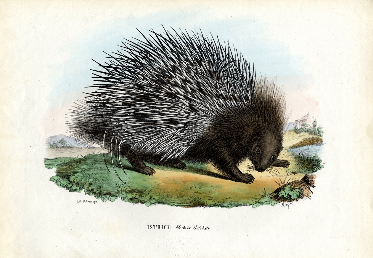 Toppet piggsvin, 1863-79 av Raimundo Petraroja