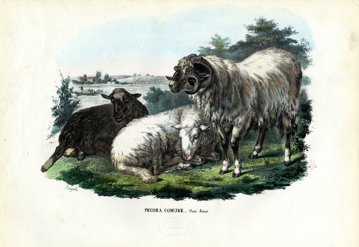 Tamsau, 1863-79 av Raimundo Petraroja
