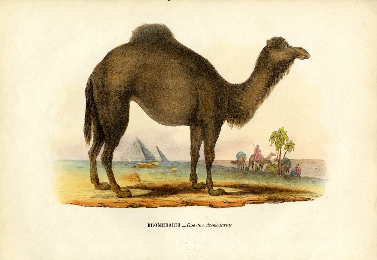 Dromedar, 1863-79 av Raimundo Petraroja