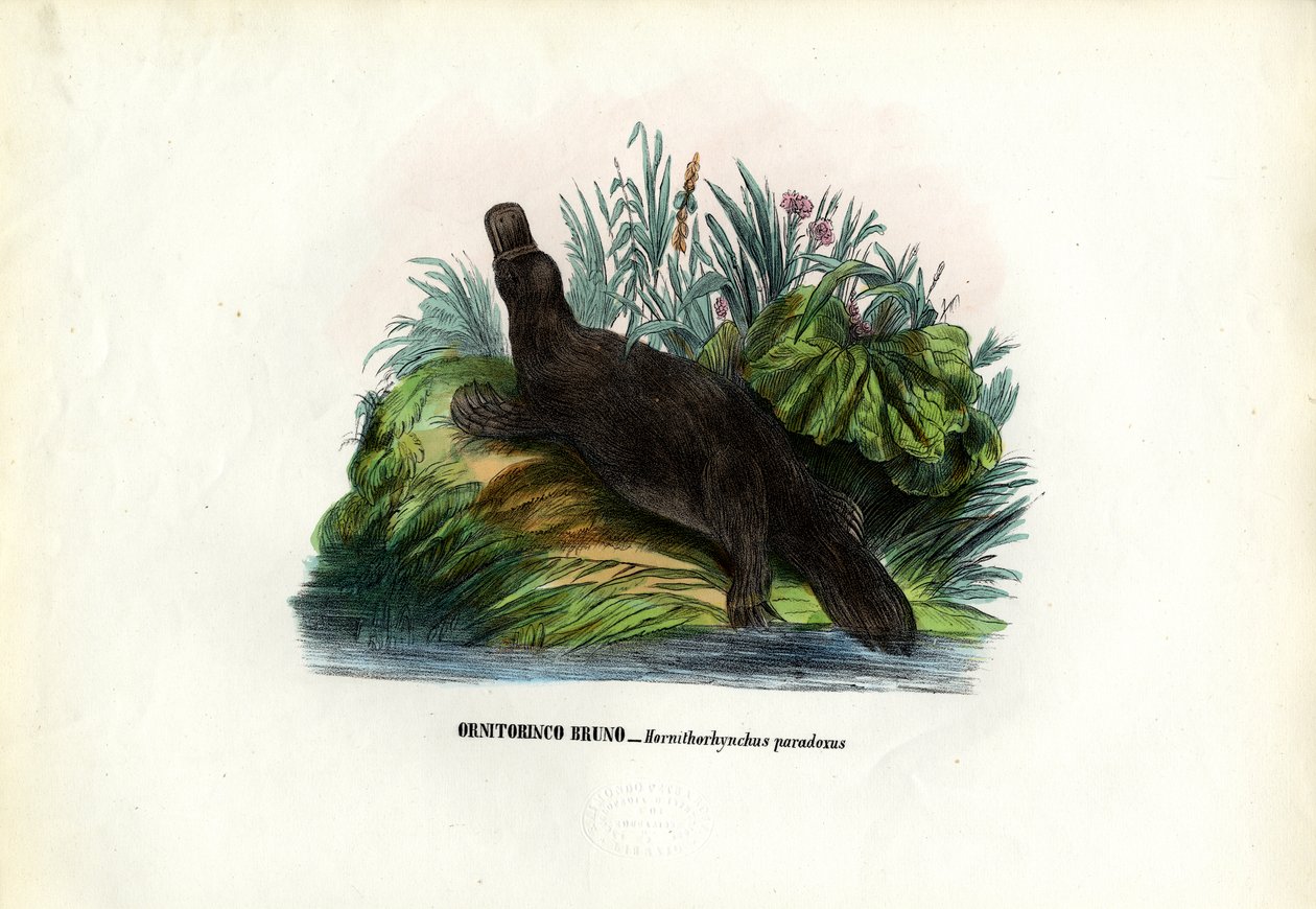Andnebb nebbdyr, 1863-79 av Raimundo Petraroja