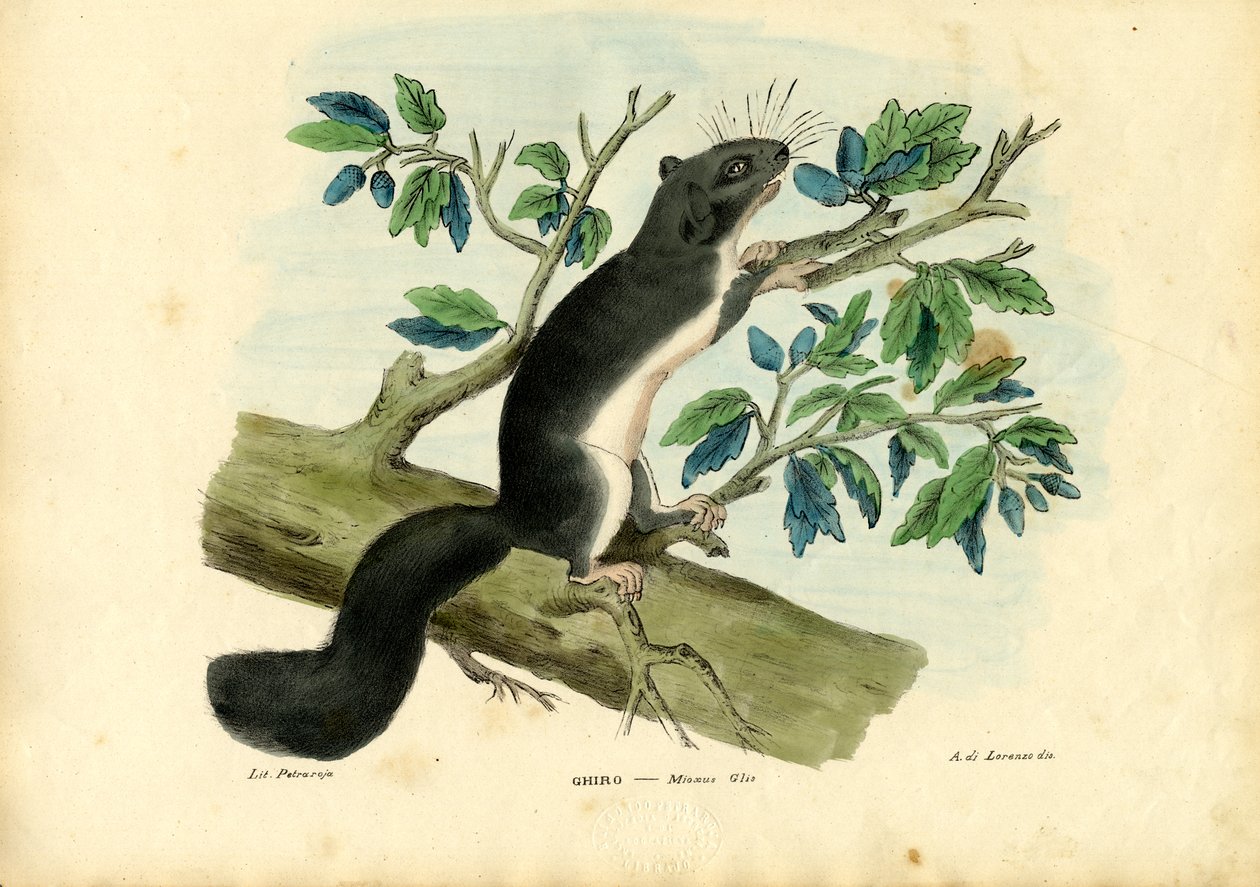 Spiselig Dormus, 1863-79 av Raimundo Petraroja