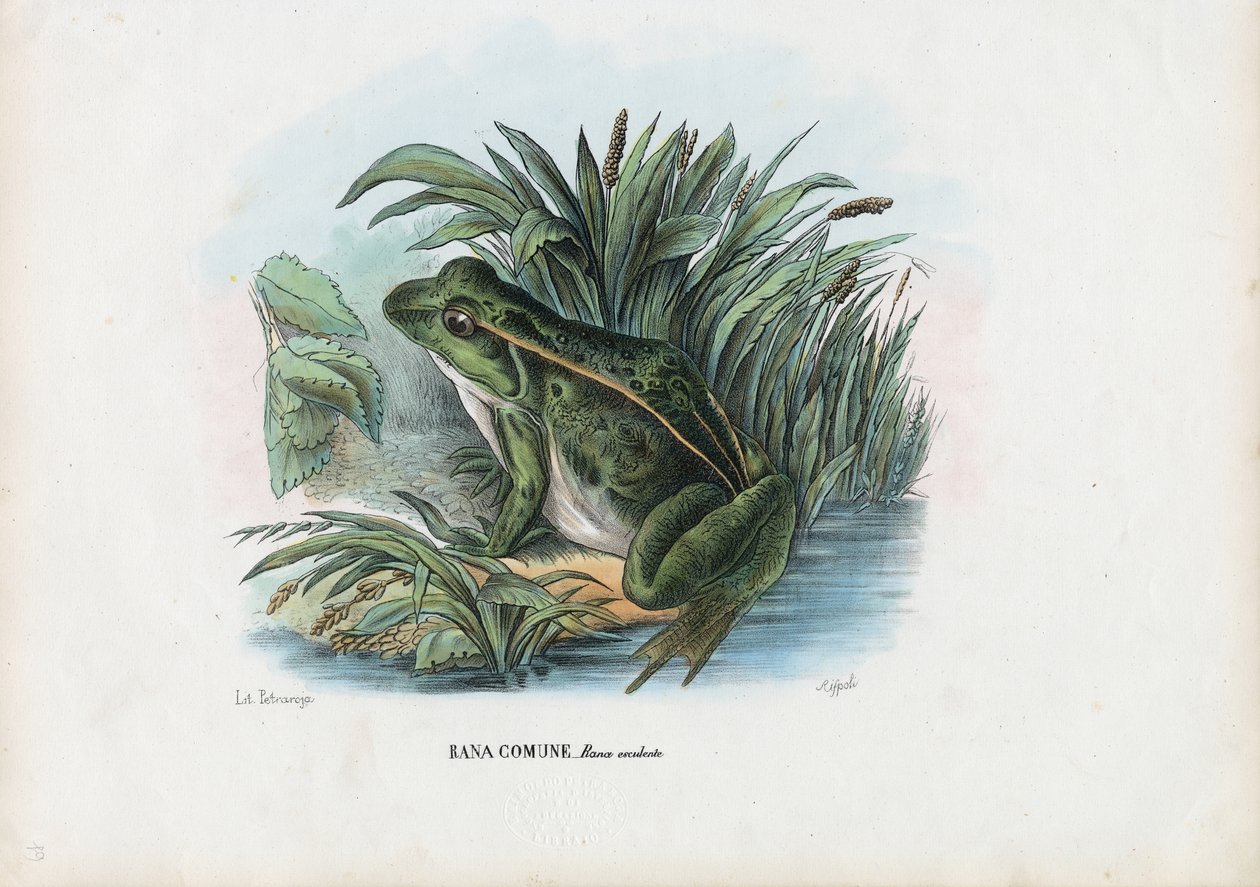 Spiselig frosk, 1863-79 av Raimundo Petraroja
