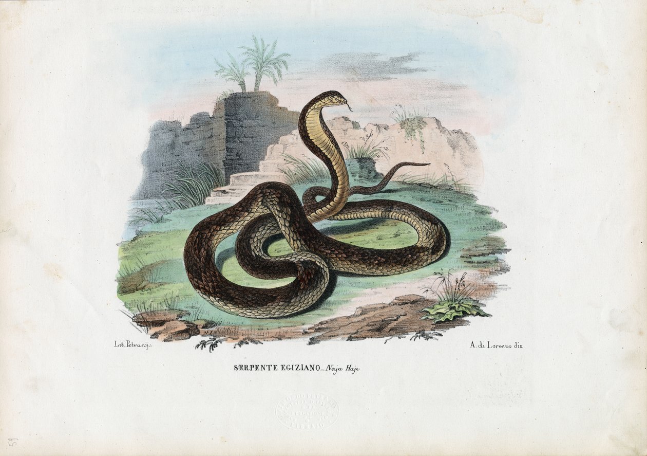 Egyptisk kobra, 1863-79 av Raimundo Petraroja