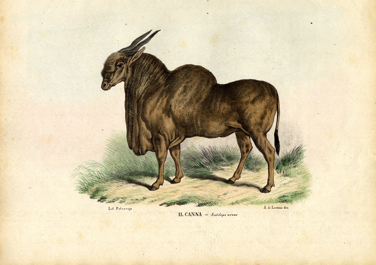 Eland, 1863-79 av Raimundo Petraroja