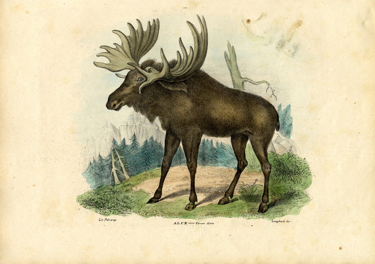 Elg, 1863-79 av Raimundo Petraroja