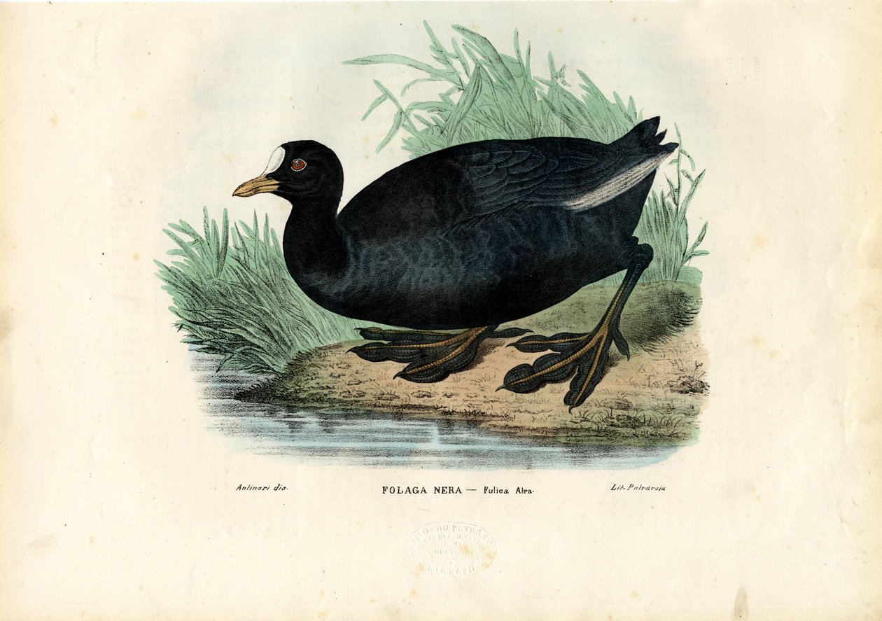 Sothøne, 1863-79 av Raimundo Petraroja
