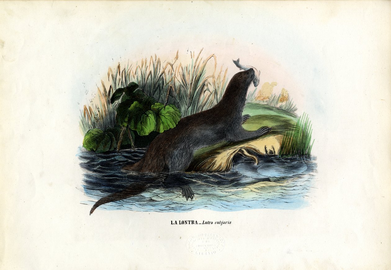 Eurasian River Otter, 1863-79 av Raimundo Petraroja
