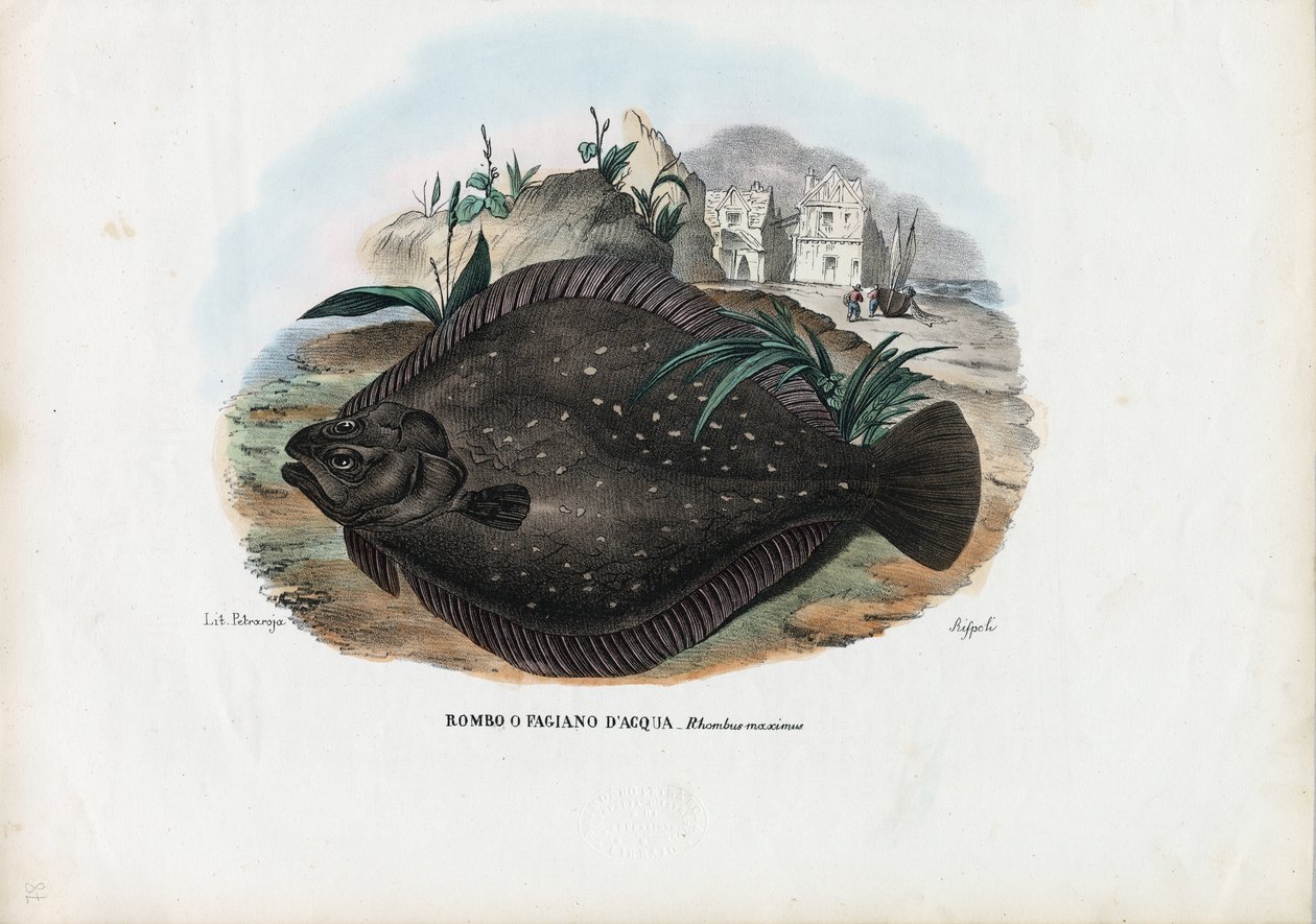 Europeisk flyndre, 1863-79 av Raimundo Petraroja