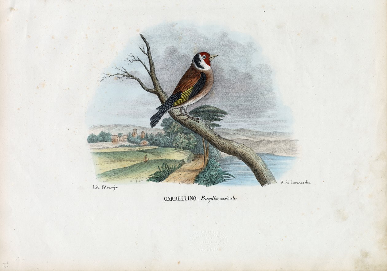 Europeisk gullfink, 1863-79 av Raimundo Petraroja