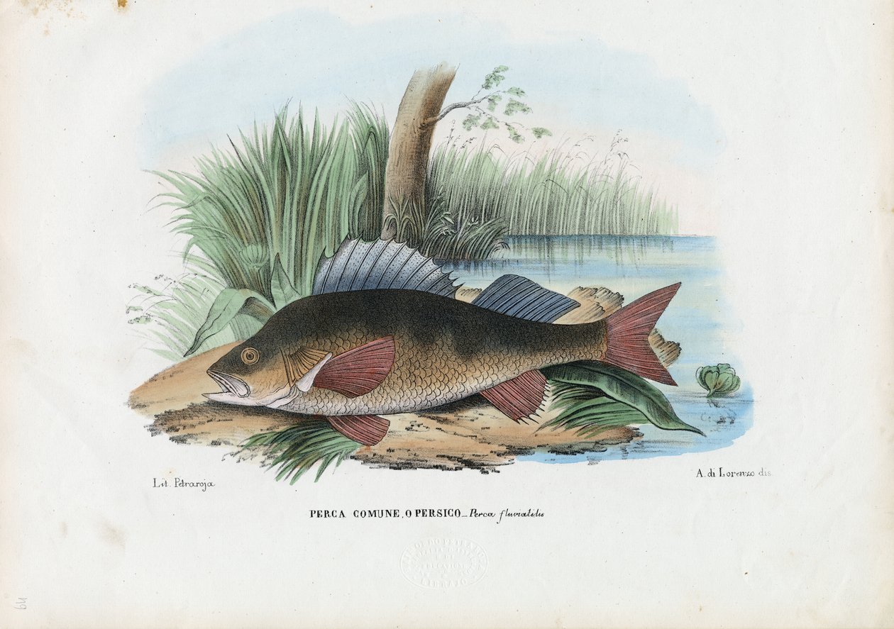 Europeisk abbor, 1863-79 av Raimundo Petraroja