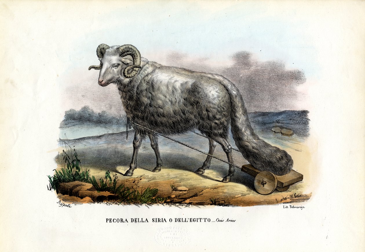 Fat-tailed sau, 1863-79 av Raimundo Petraroja