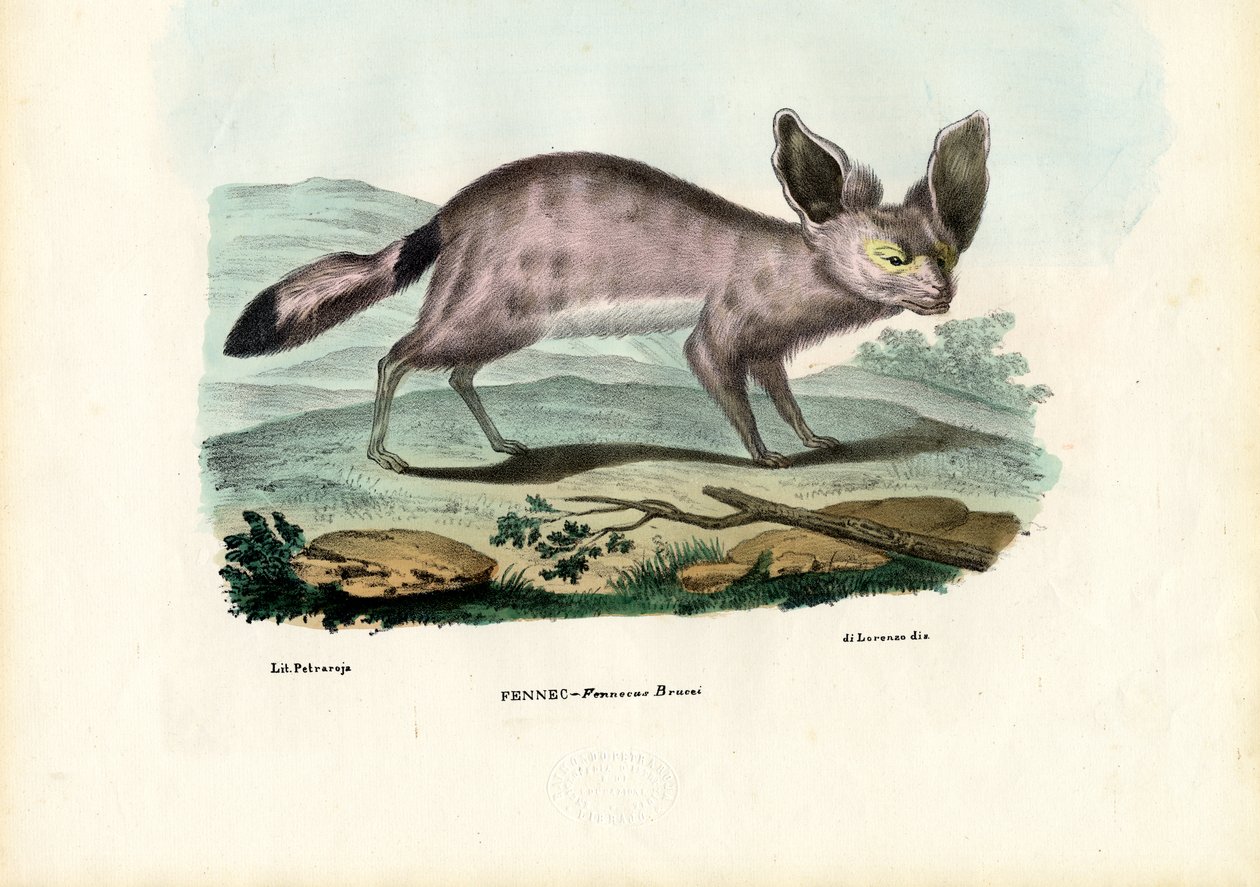Fennec, 1863-79 av Raimundo Petraroja