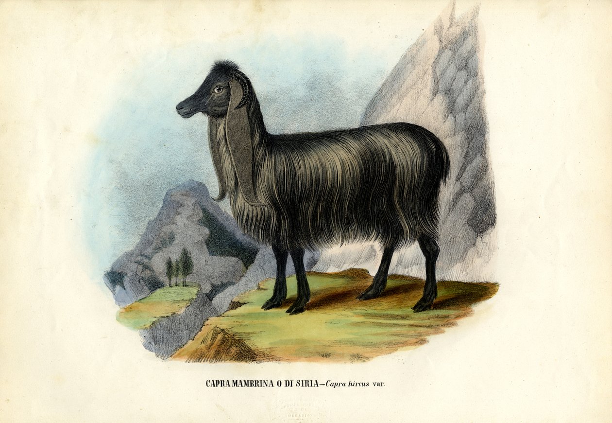 Vild geit, 1863-79 av Raimundo Petraroja