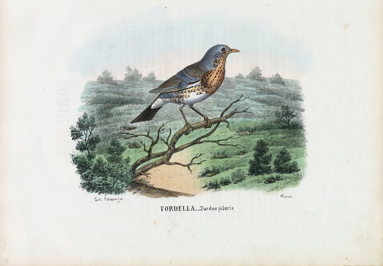 Feltfart, 1863-79 av Raimundo Petraroja
