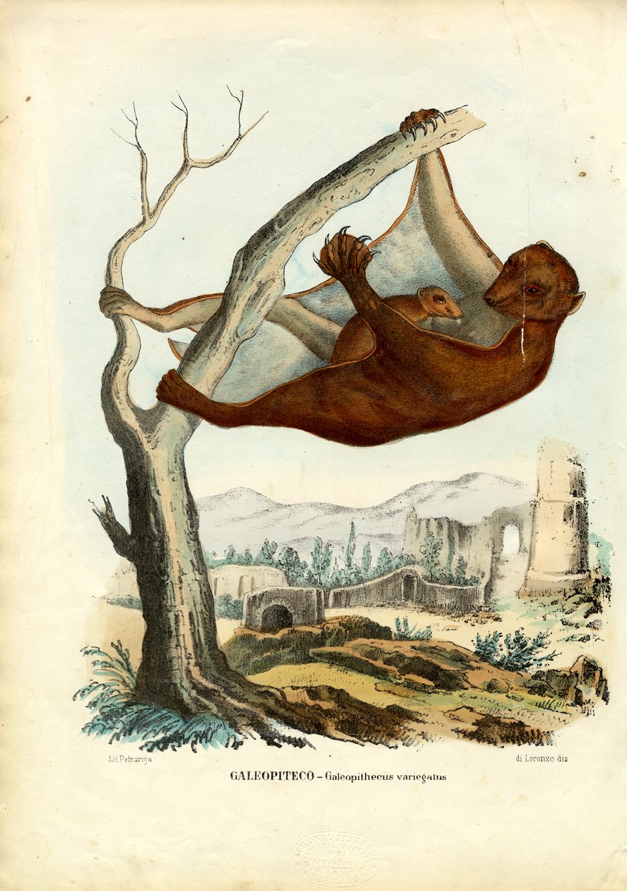 Flyvende lemur, 1863-79 av Raimundo Petraroja