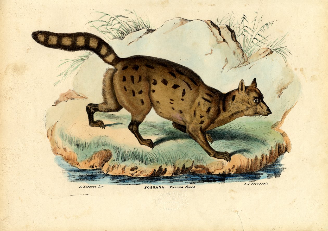 Fossa, 1863-79 av Raimundo Petraroja