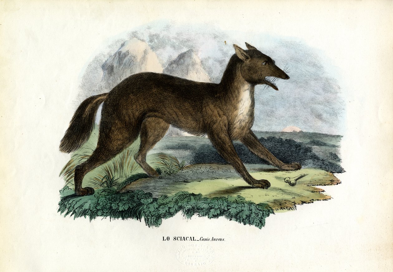 Gulsjakal, 1863-79 av Raimundo Petraroja