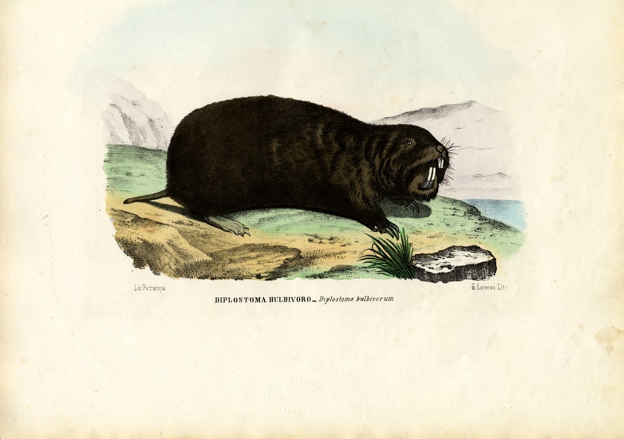 Gopher, 1863-79 av Raimundo Petraroja