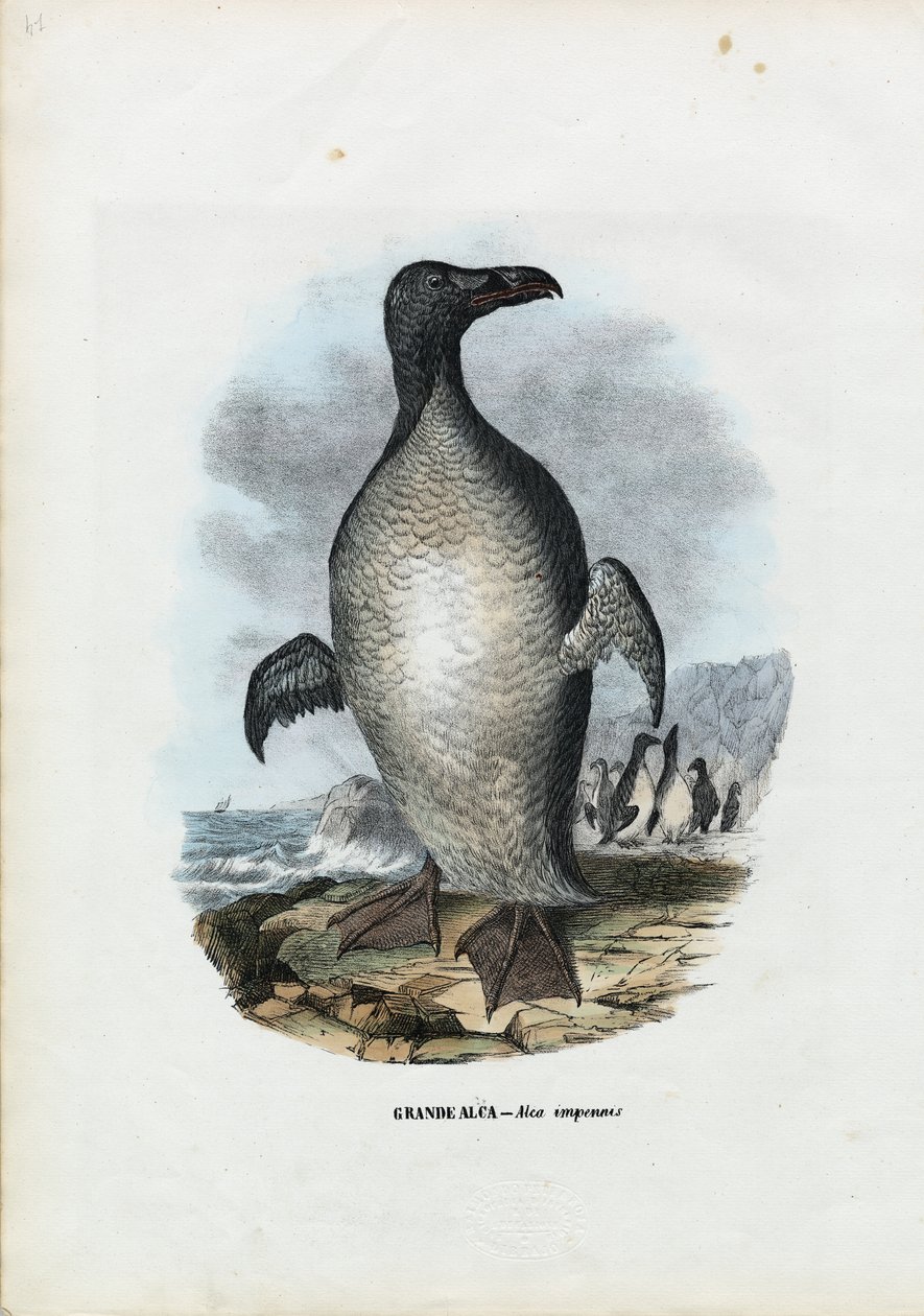 Storauk, 1863-79 av Raimundo Petraroja