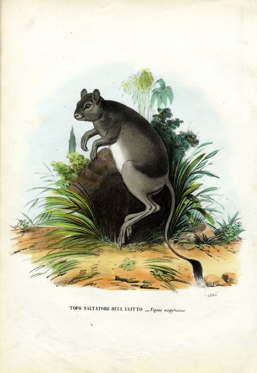 Greater Egyptian Jerboa, 1863-79 av Raimundo Petraroja