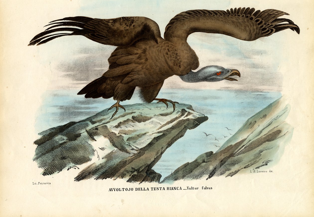 Griffon Vulture, 1863-79 av Raimundo Petraroja