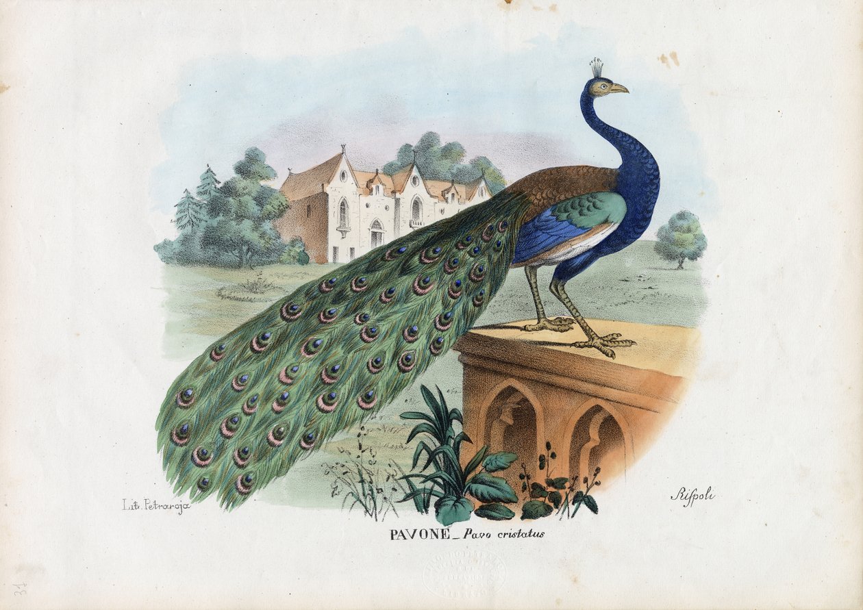 Indisk påfugl, 1863-79 av Raimundo Petraroja